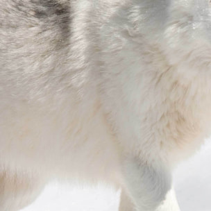 Affiche encadrée loup arctique Affiche + cadre en métal - Noir