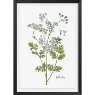 Affiche fleurs Coriandre dessinée Affiche + cadre en bois - Noir
