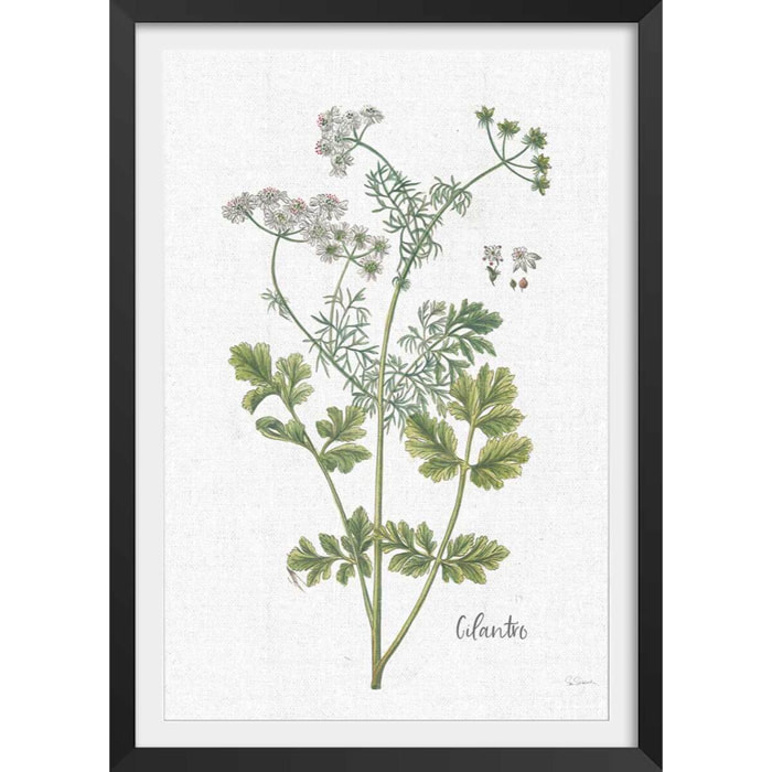 Affiche fleurs Coriandre dessinée Affiche + cadre en bois - Noir