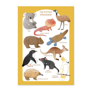 Art-Poster - Les animaux d'Australie - Judith Loske - 50 x 70 cm