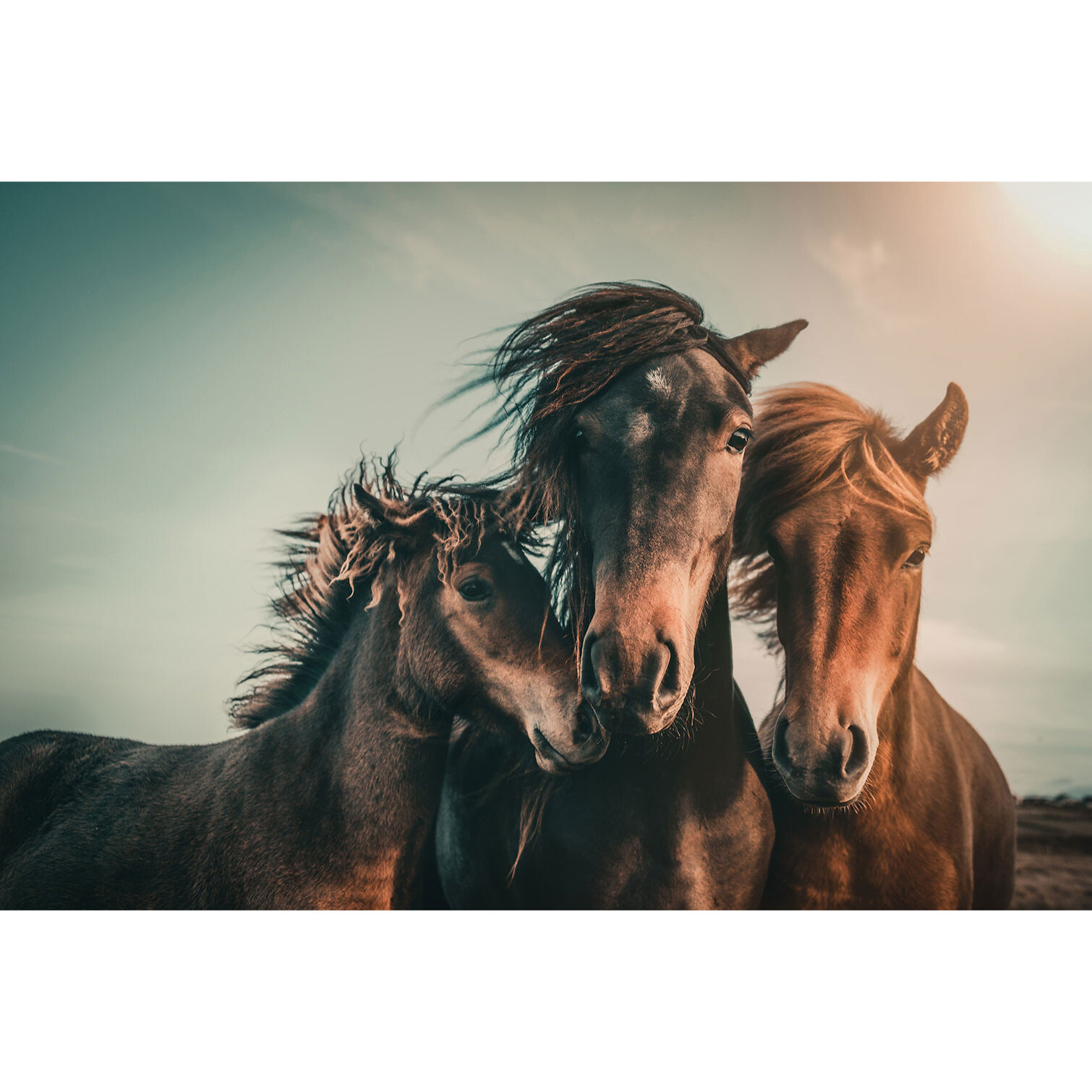 Tableau chevaux horse family  Tableau alu Dibond