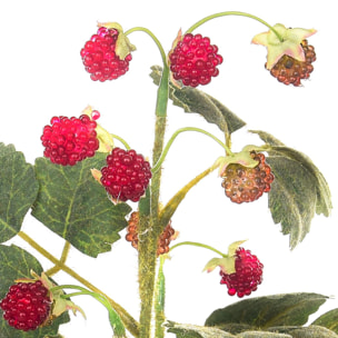 Ramo Con Fragoline Di Bosco A 3 Diramazioni. Altezza 29 Cm - Pezzi 6 - 17X29X14cm - Colore: Rosso - Bianchi Dino - Frutta, Bacche E Varie