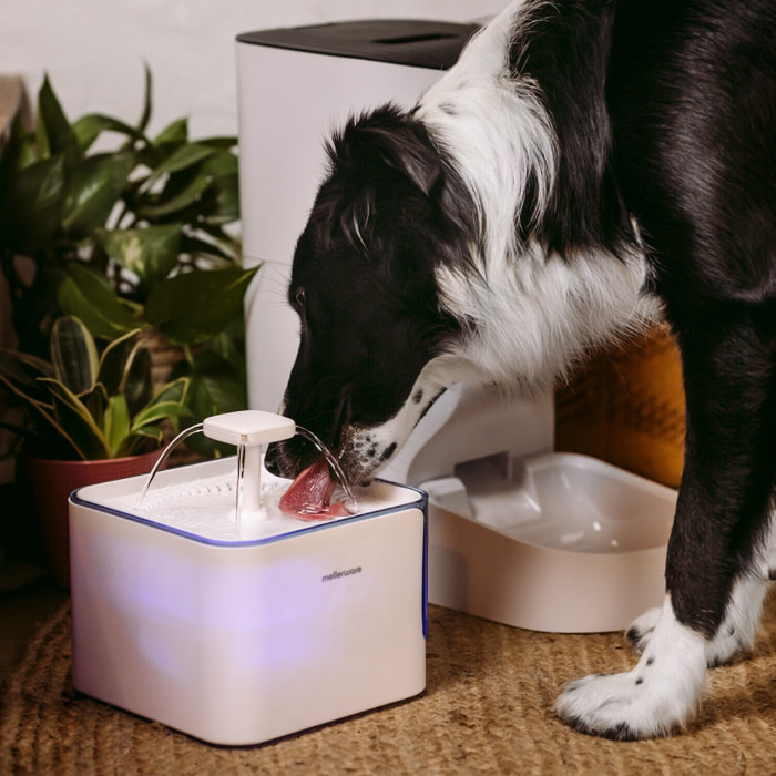 Mellerware - Bebedero automático mascotas Petto! Drink | 3L | Silenciosa | 2 Modos | Indicador LED | Apto Lavavajillas | Filtro Triple Acción | Fuente Dispensador Agua para Gatos, Perros, Animales