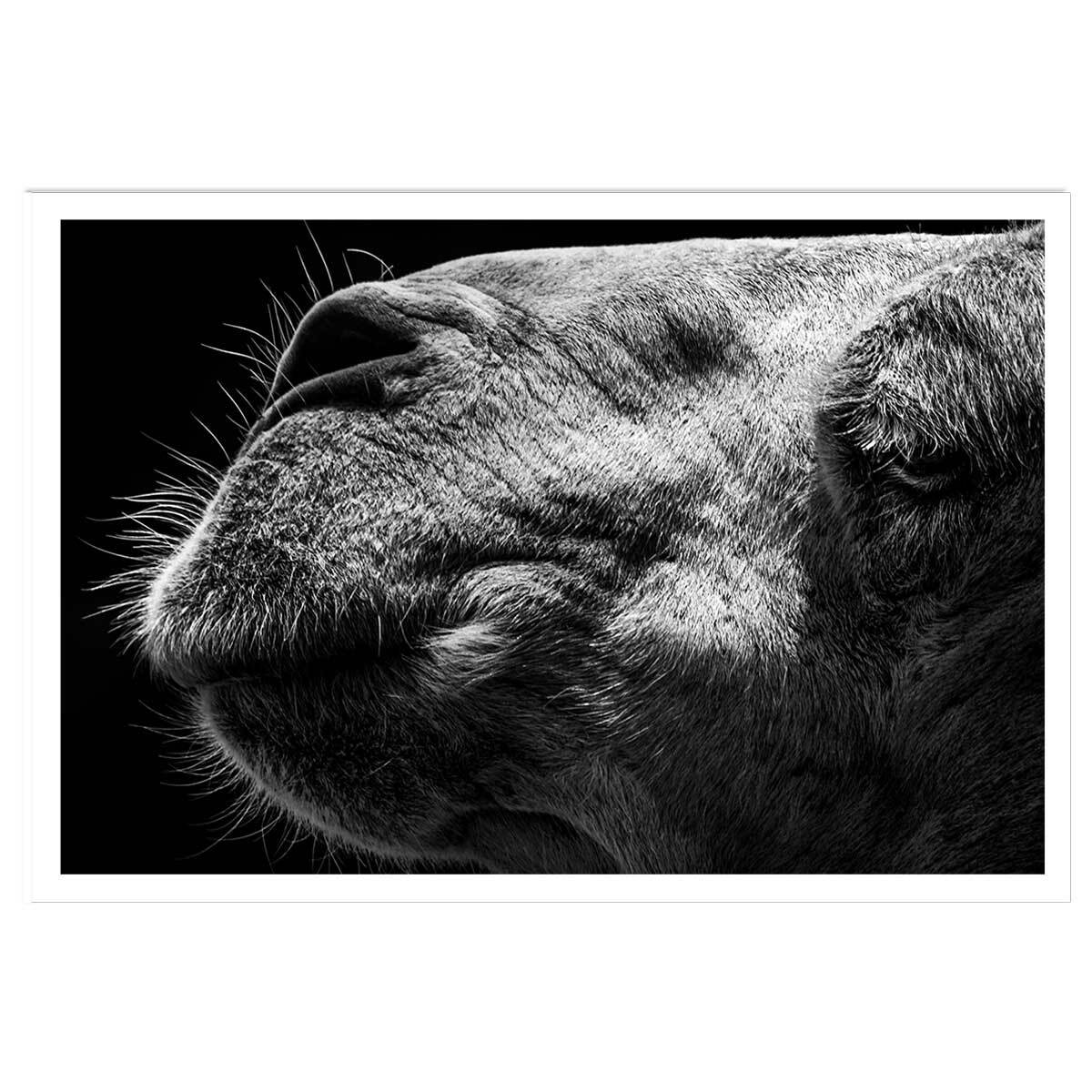 Poster animaux Portrait de chameau Affiche seule