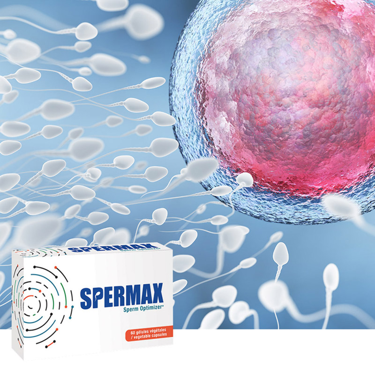 NUTRI EXPERT - Spermax - Contribue à une spermatogenèse normale - Participe au bon fonctionnement des organes sexuels - Vegan - Sans Gluten - Marque Française - 60 gélules végétales
