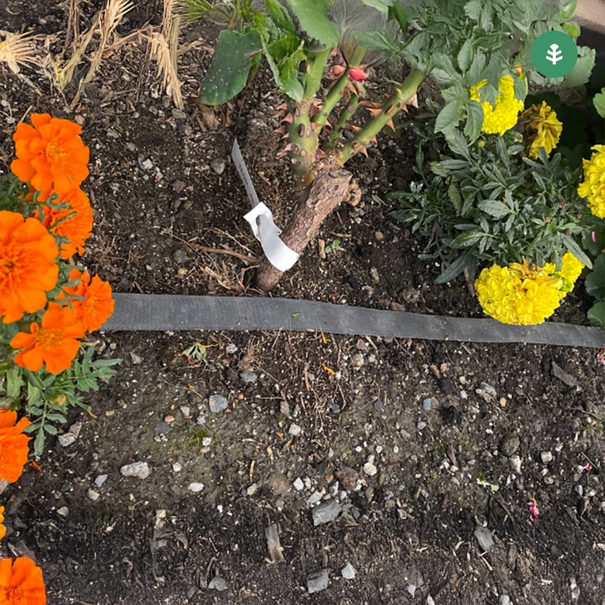 PLANETA HUERTO | Rollo Exudación Garden 25 m – Sistema de Riego Sostenible para Césped y Jardines