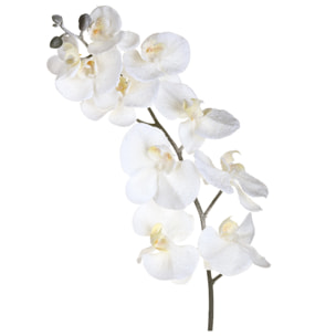 Phalenopsis inn - Pezzi 12 - 26xH120x24cm - Bianchi Dino SpA