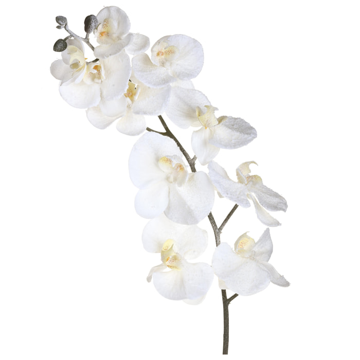 Phalenopsis inn - Pezzi 12 - 26xH120x24cm - Bianchi Dino SpA