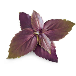 Recharge jardin d'intérieur VERITABLE Basilic Pourpre BIO