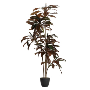 Planta Ordyline Fruticosa 80x80x170 Cm