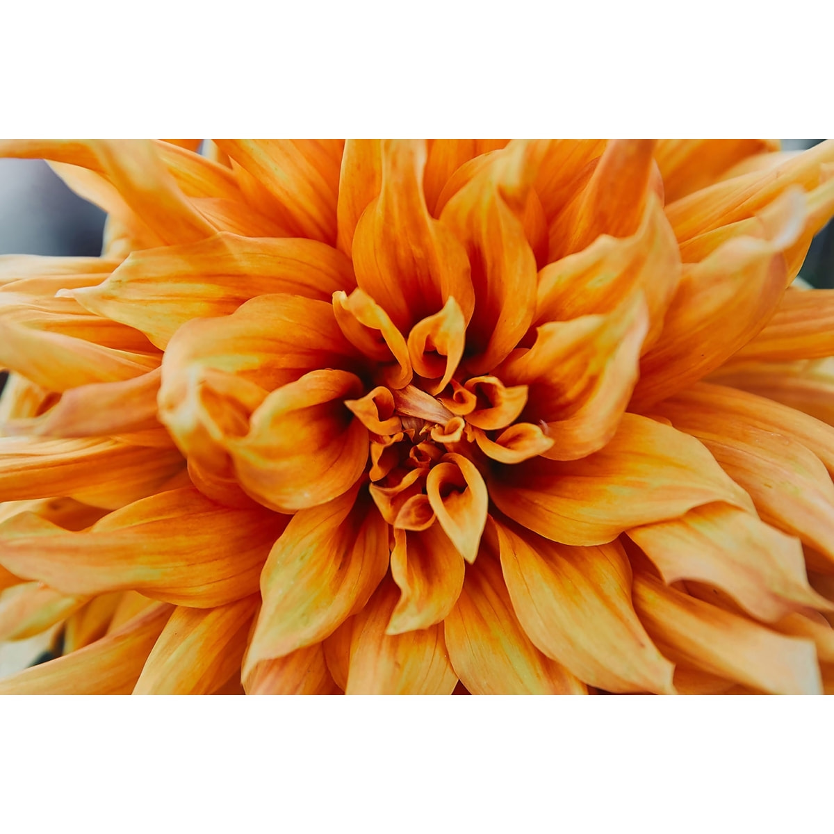 Tableau Tableau fleurs coeur de chrysanthème Tableau alu Dibond