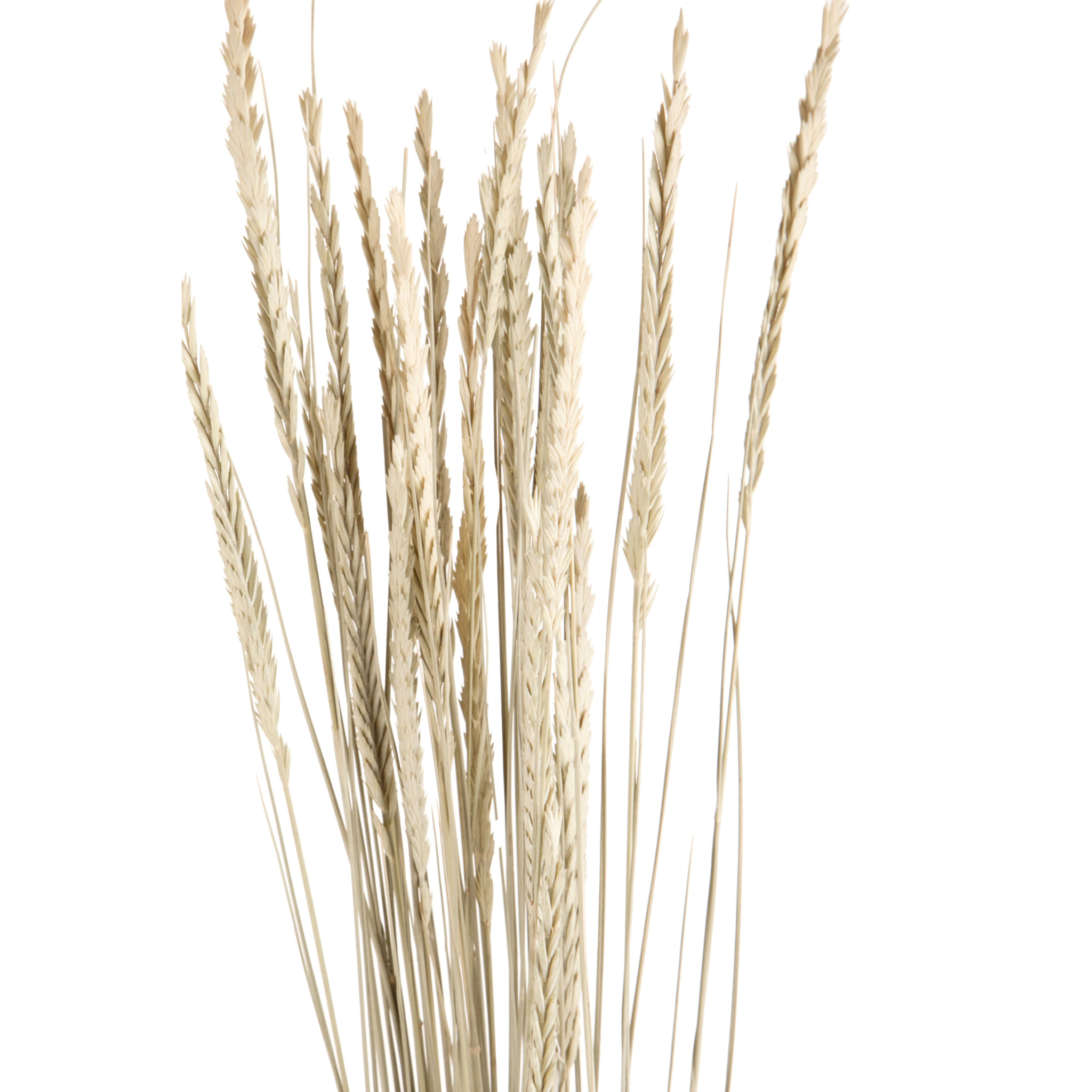 Phalaenopsis con Vaso   -  Pezzi 1  - 19X38X14 cm  - Bianco  - Bianchi Dino  - Piante Artificiali