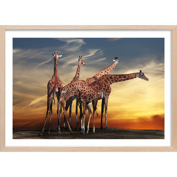 Affiche animaux girafes meeting Affiche sous cadre bois