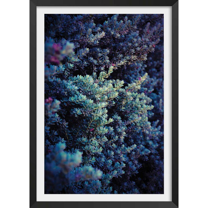Affiche photo Tableau macro plante grasse collector Affiche + cadre en bois - Noir