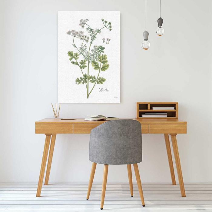 Tableau fleurs Coriandre dessinée Tableau alu Dibond