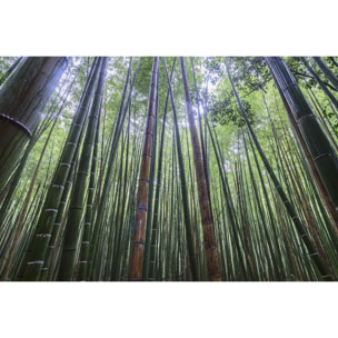 Tableau zen Bambous Geants Tableau plexiglas