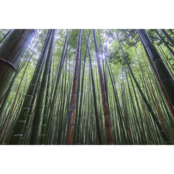 Tableau zen Bambous Geants Tableau plexiglas