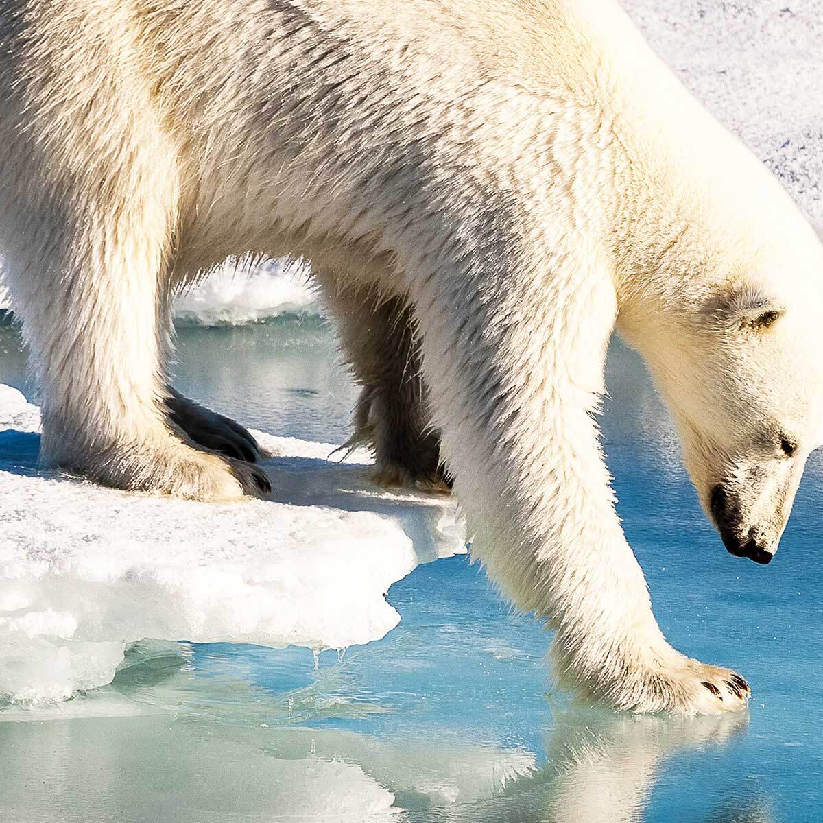 Affiche encadrée ours polaire sur la banquise Affiche + cadre en métal - Noir