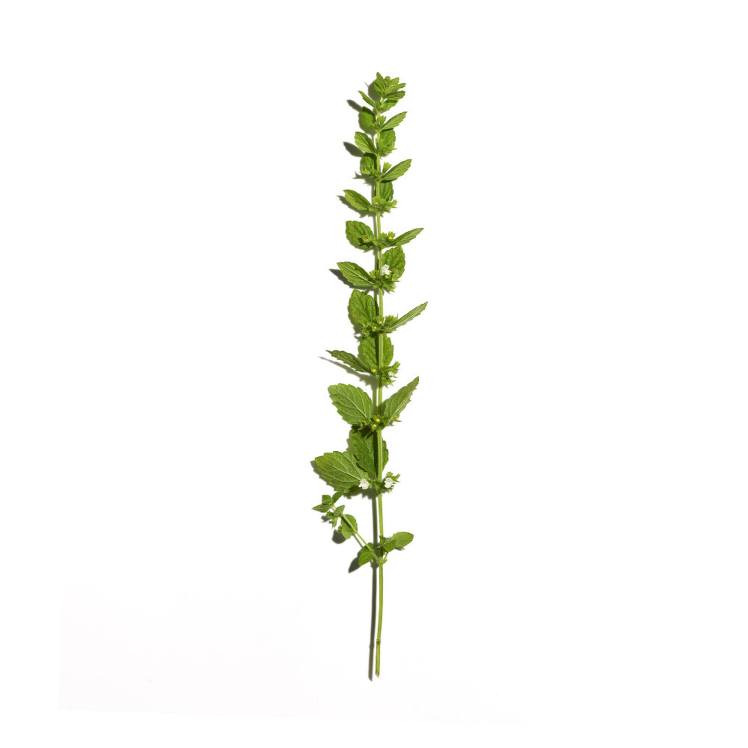 Aciana Botanica - Eau Micellaire Démaquillante