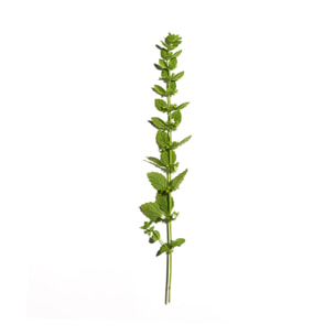 Aciana Botanica - Eau Micellaire Démaquillante
