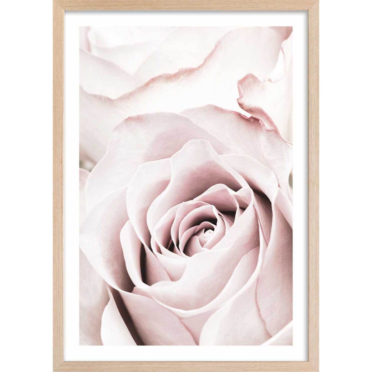 Affiche  rosa romantica Affiche sous cadre bois