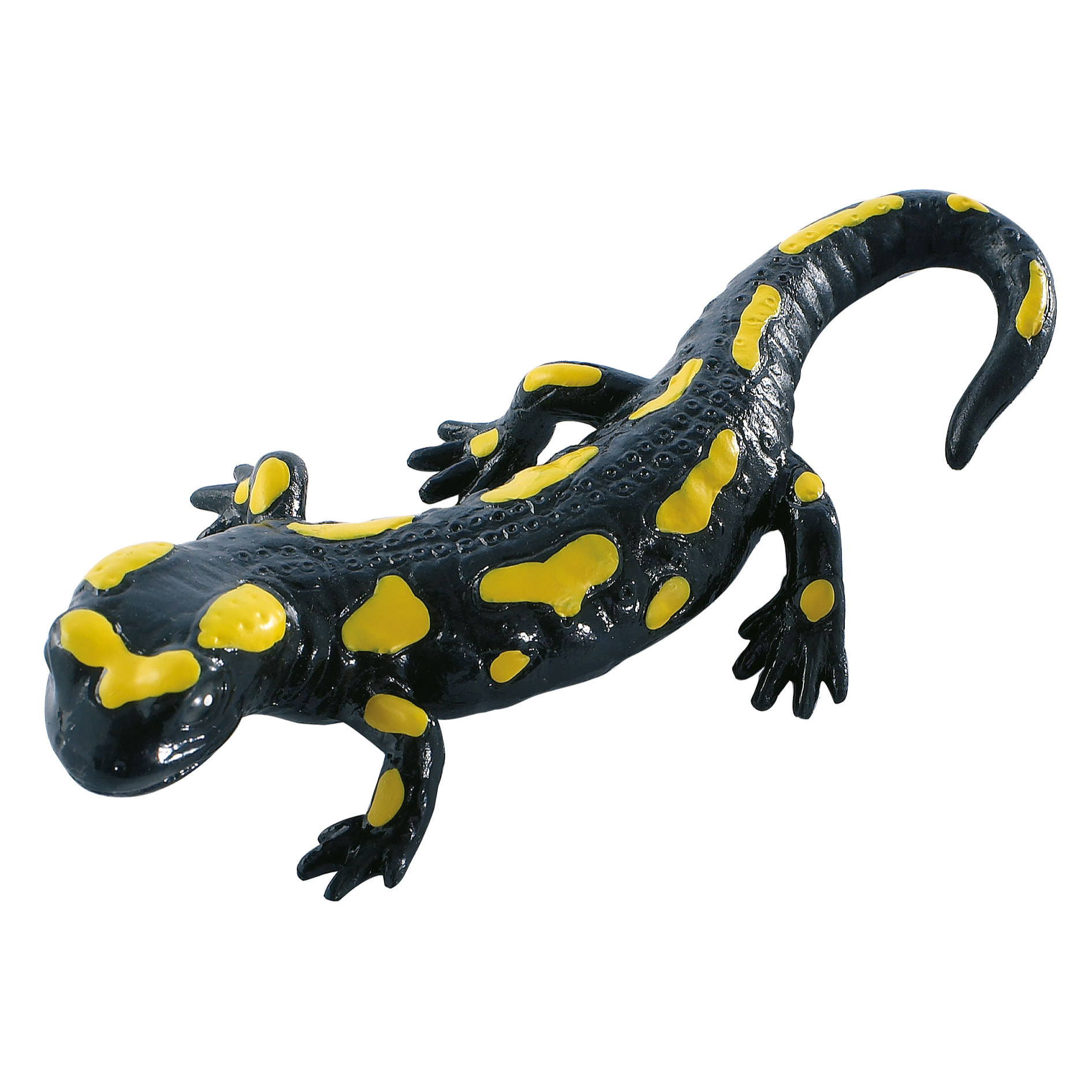 Ragni e Rettili/Salamandra