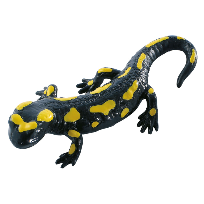 Ragni e Rettili/Salamandra