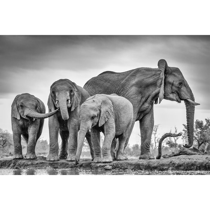 Tableau animaux bataille d'eau Tableau alu Dibond