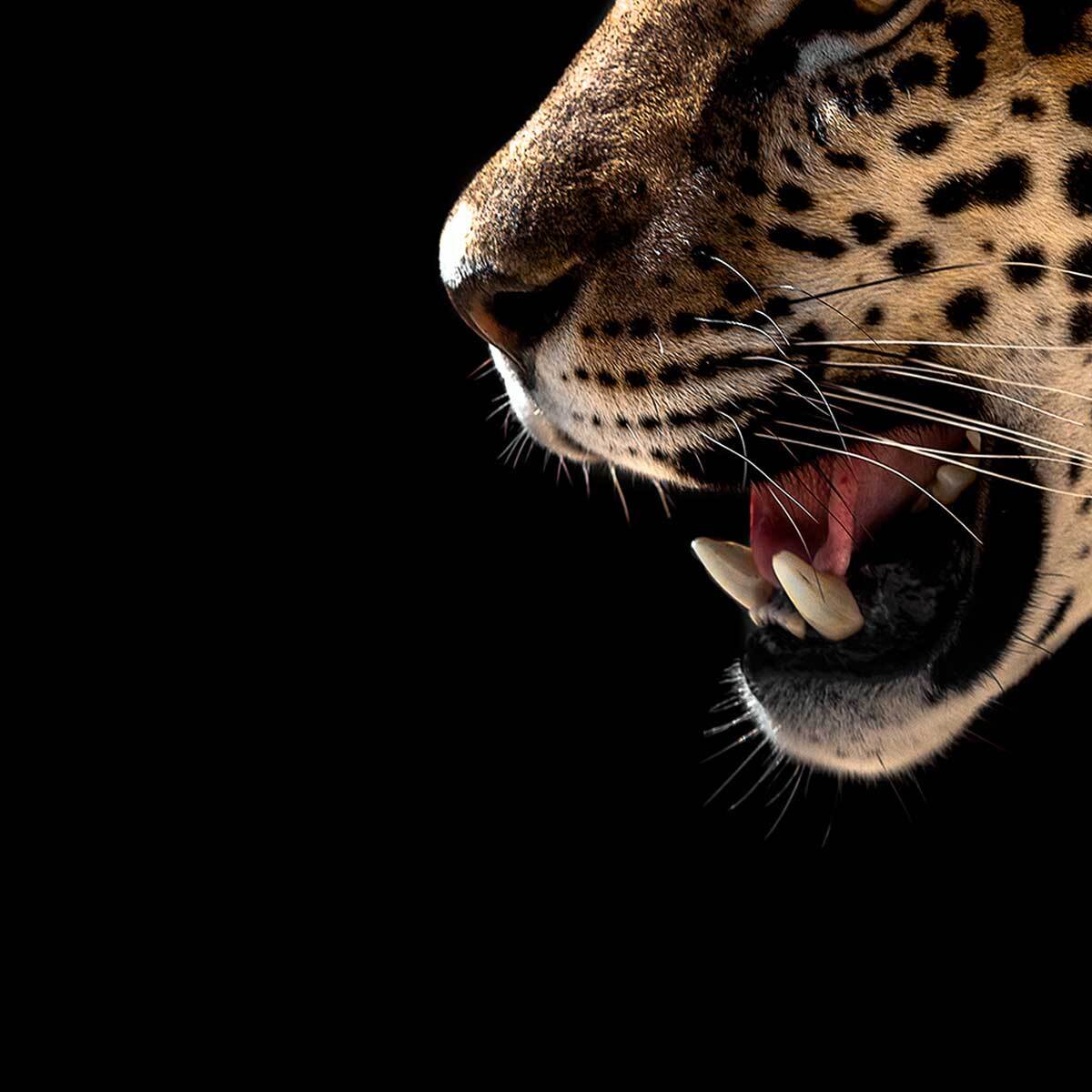 Tableau panoramique léopard sauvage fond noir art animalier Toile imprimée