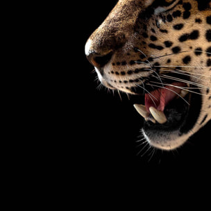 Tableau panoramique léopard sauvage fond noir art animalier Toile imprimée