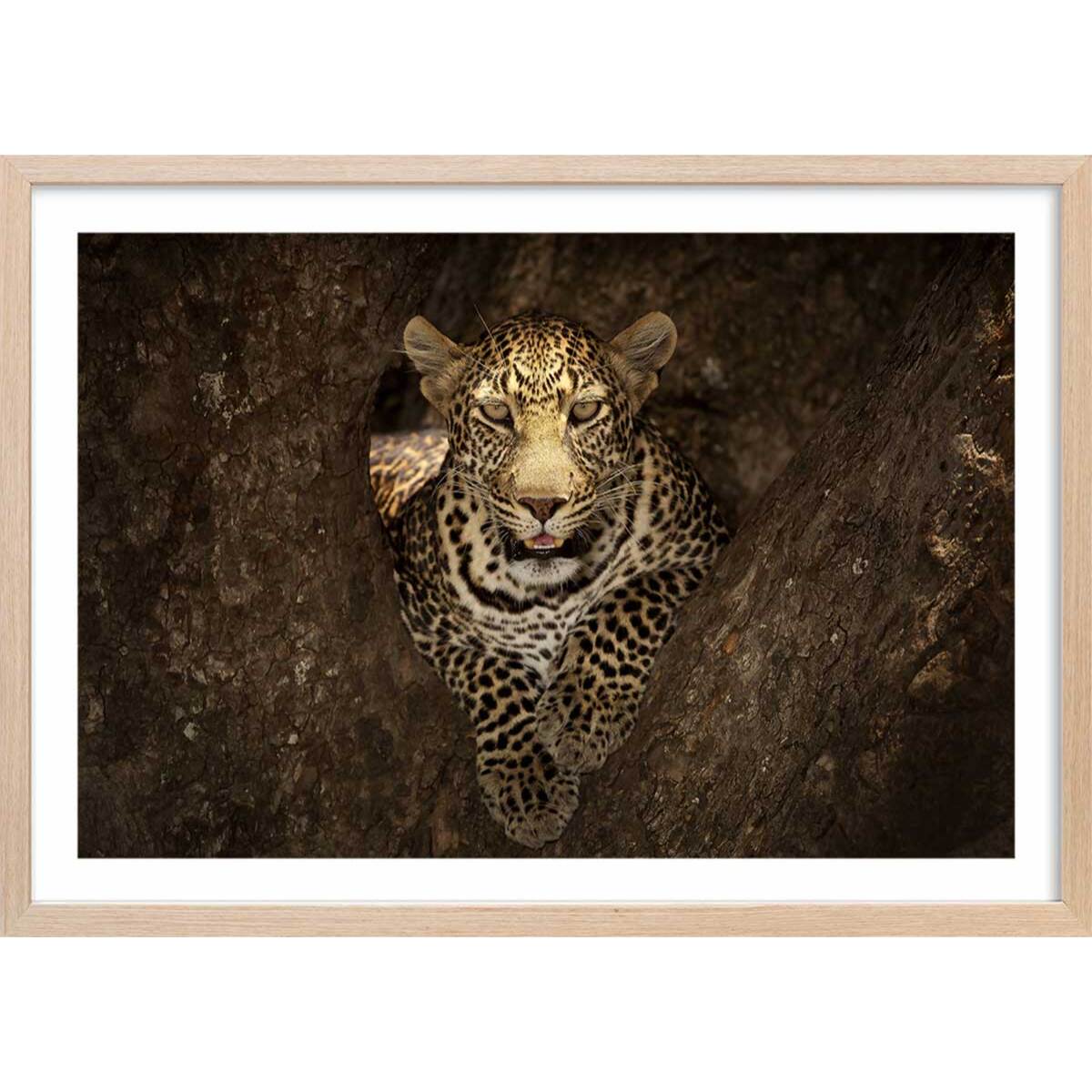 Affiche masai léopard Affiche + cadre en bois - Chêne