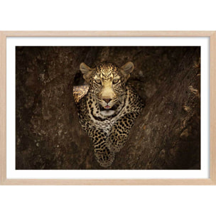Affiche masai léopard Affiche + cadre en bois - Chêne