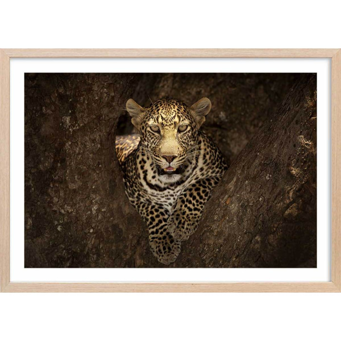 Affiche masai léopard Affiche + cadre en bois - Chêne