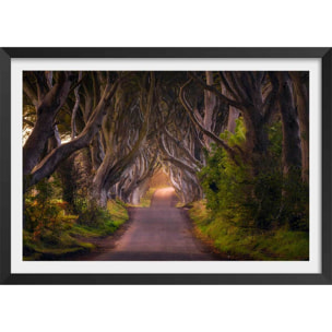 Affiche nature arbres enchanteurs Affiche + cadre en bois - Noir