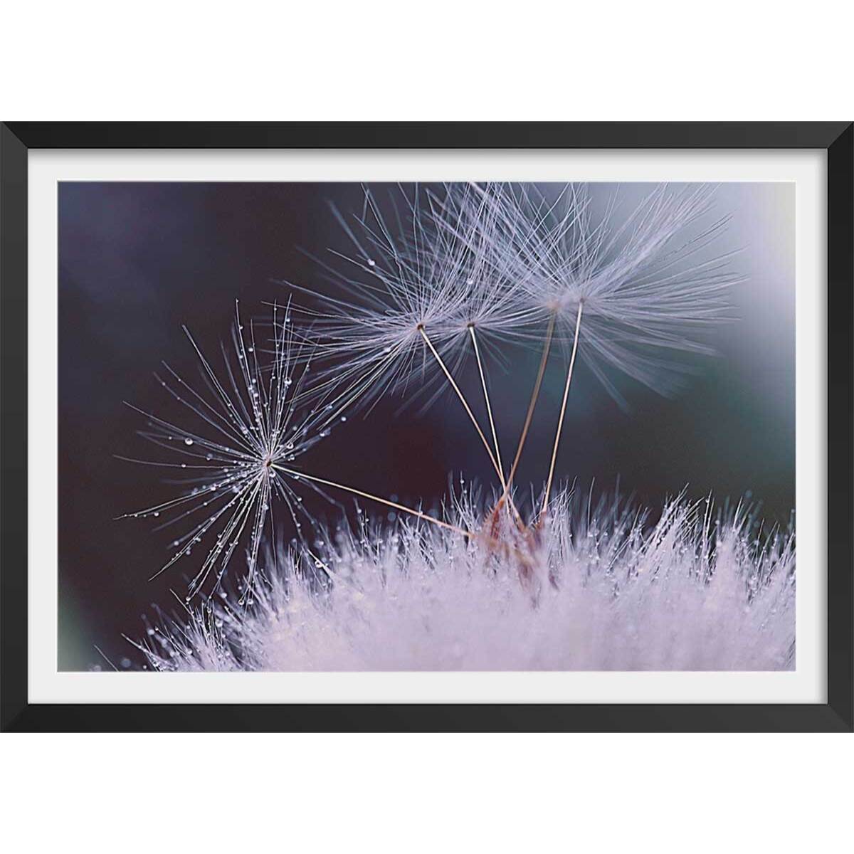 Affiche fleurs dandelion seeds Affiche + cadre en bois - Noir