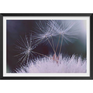 Affiche fleurs dandelion seeds Affiche + cadre en bois - Noir