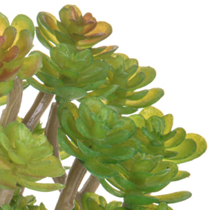 Aoenium Succulent. Altezza 12 Cm - Pezzi 12 - 10X12X8cm - Colore: Verde - Bianchi Dino - Piante Artificiali