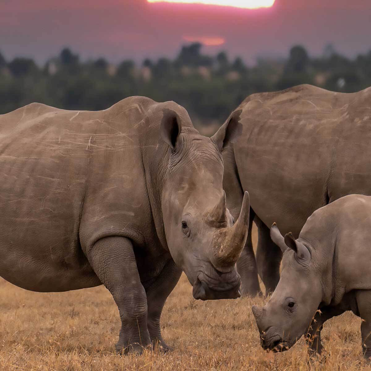 Tableau rhinocéros en famille au coucher du soleil Toile imprimée