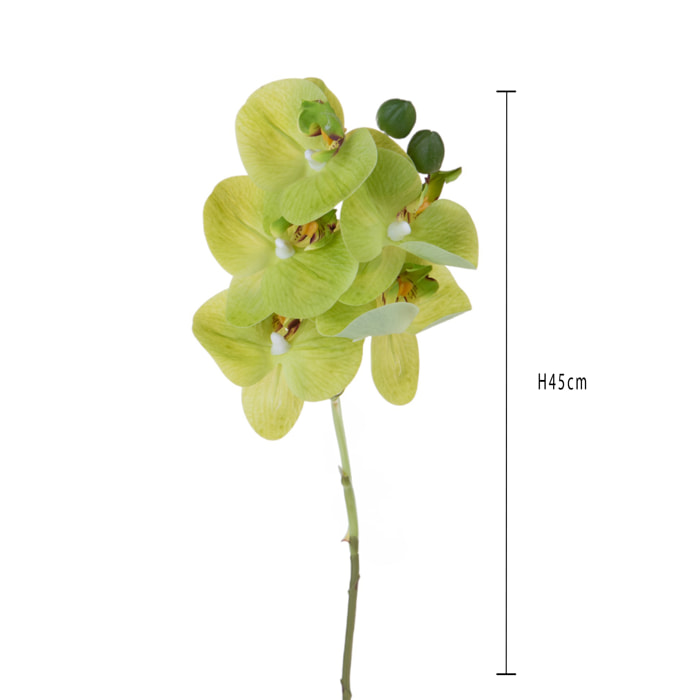 Orchidea phaleonopsis - Pezzi 6 - Colore: Verde - Bianchi Dino