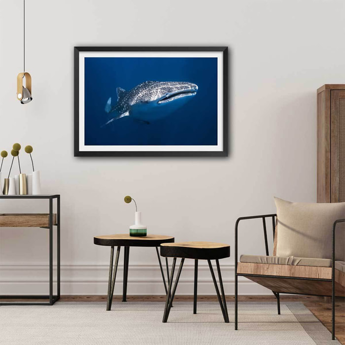 Affiche Requin baleine Affiche + cadre en bois - Noir