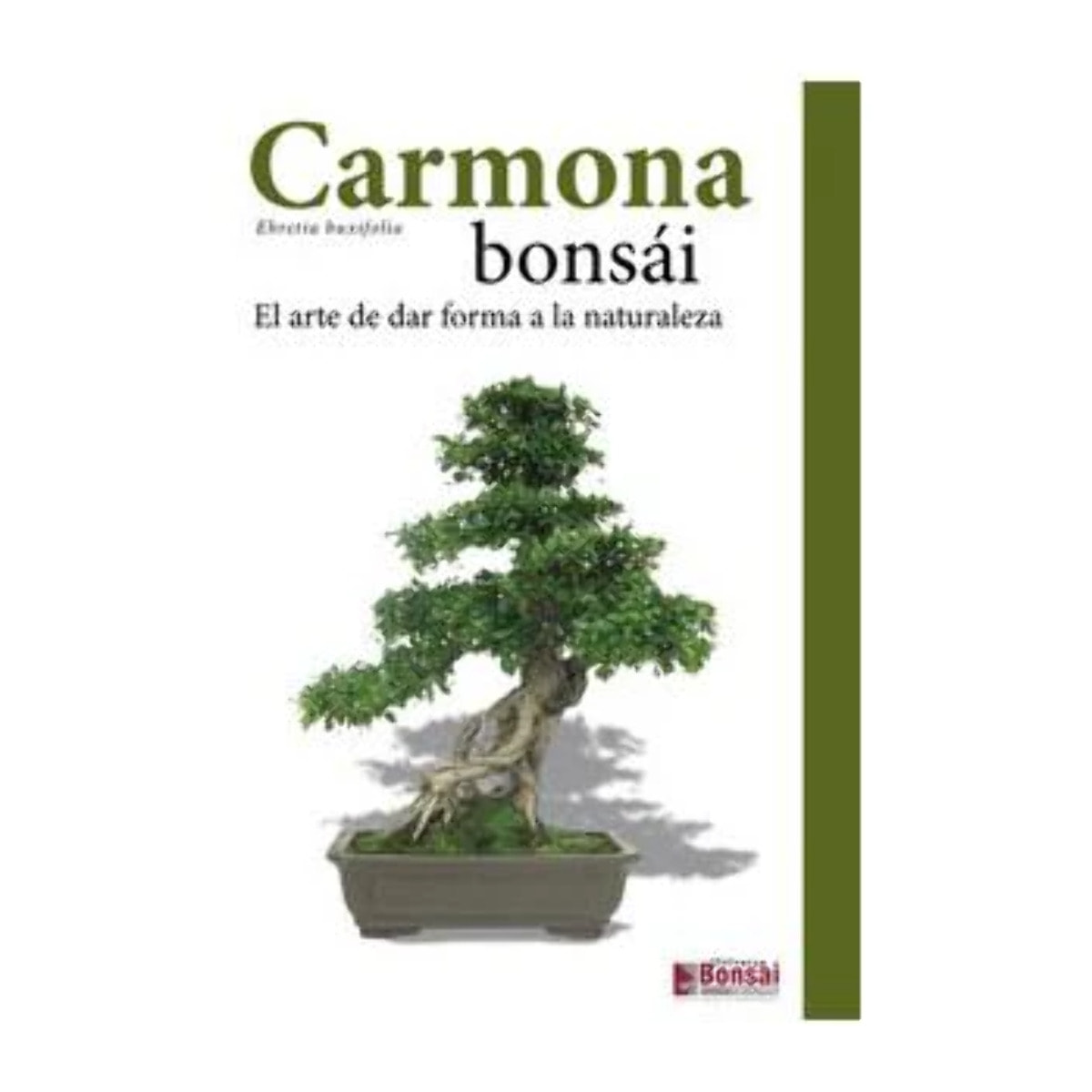 Guía Carmona bonsái