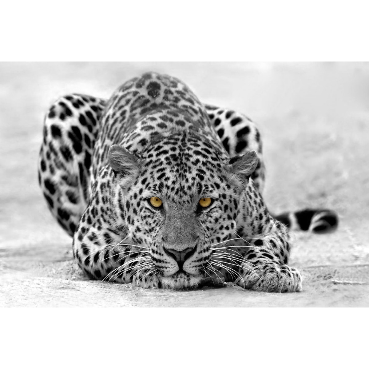 Tableau leopard noir et blanc Tableau alu Dibond