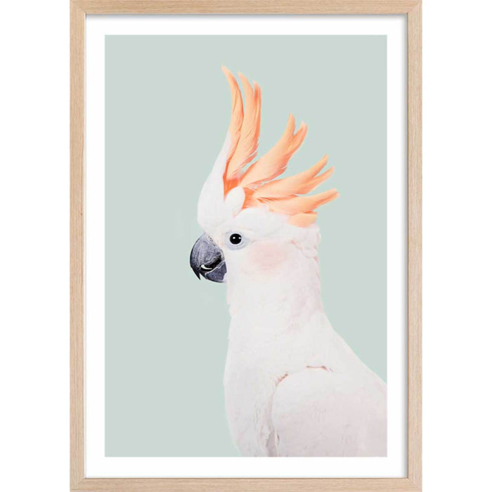 Affiche enfant cockatoo  Affiche + cadre en bois - Chêne