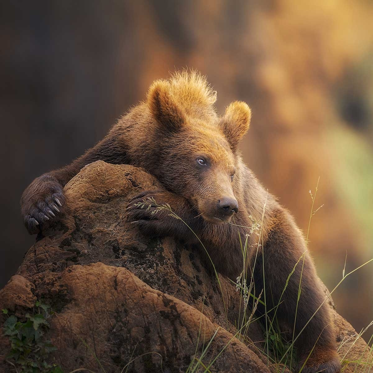 Affiche portrait d'ours Affiche sous cadre bois
