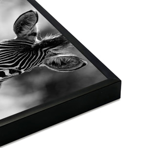 Affiche encadrée zèbres en noir et blanc Affiche + cadre en métal - Noir