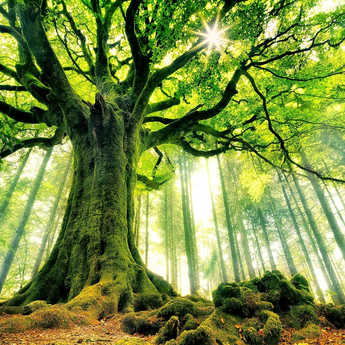 Affiche nature l 'hêtre de ponthus Affiche sous cadre bois