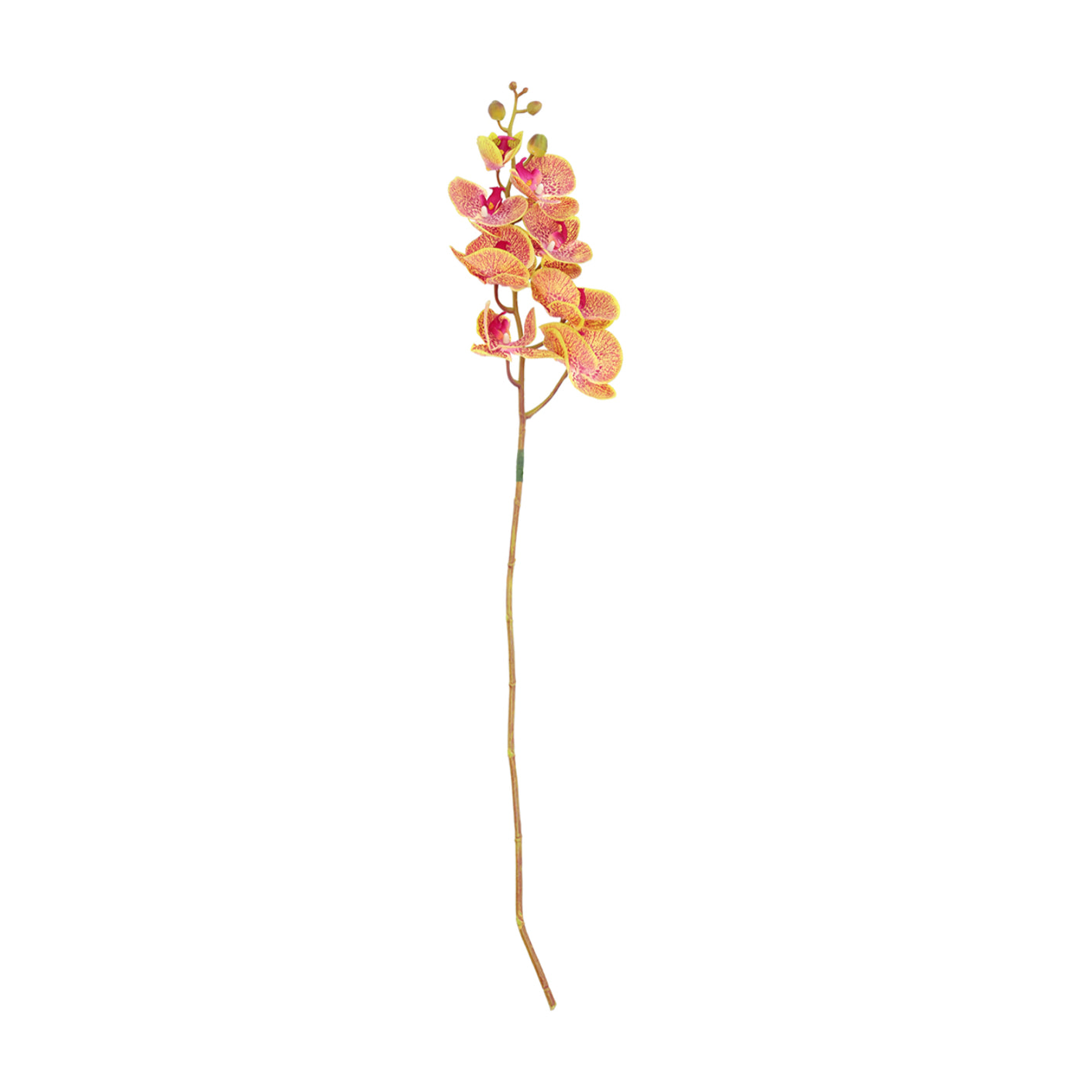Fleur Orchid