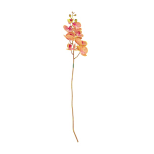 Fleur Orchid