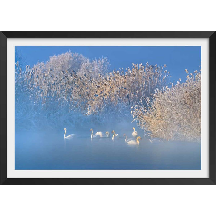 Affiche cygnes dans le givre matinal Affiche + cadre en bois - Noir