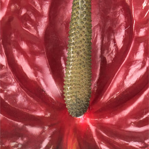 Fiore Di Anthurium. Altezza 70Cm - Pezzi 6 - 15X70X5cm - Colore: Rosso - Bianchi Dino - Fiori Artificiali